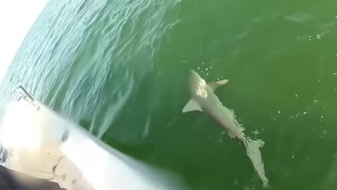 Grouper eats 4ft shark in one bite.webm