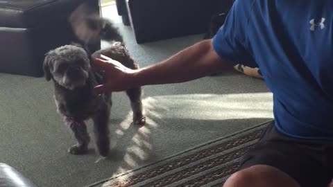 Dog attacks his Grandpa with kisses