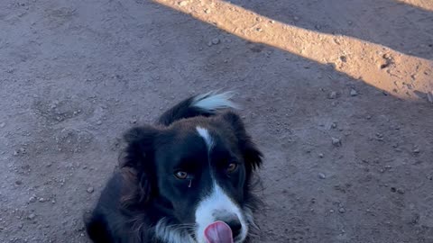 Sweet Border Collie charming me out of a treat