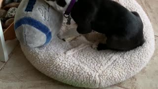 Bowser The Boston Terrier Puppy