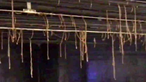 Halloween decoration or real? Spooky cobwebs and vines hang from NYC subway station