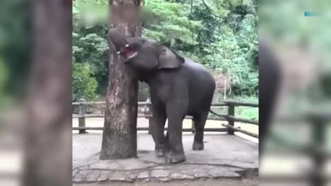 # Elephant Funny