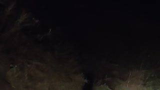 Bear and Her Cubs Run Along Mountain Road