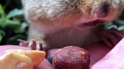 Little squirrel is eating a walnut that someone gave him