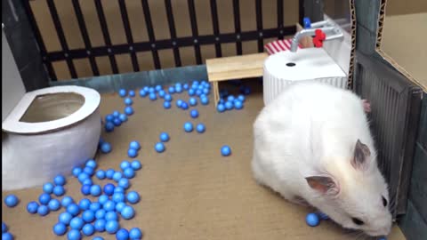 Hamster Escapes the Creative Maze for Pets in real life 🐹 in Hamster Stories