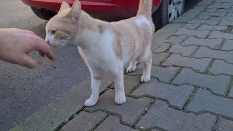 The shy orange cat approaches me, sniffs at my palm, and purports to be hungry.