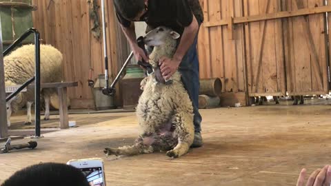 sheep shearing