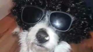 White an black dog wearing wig with glasses