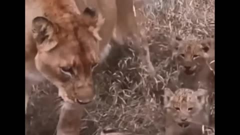 Lioness walking with her cubs