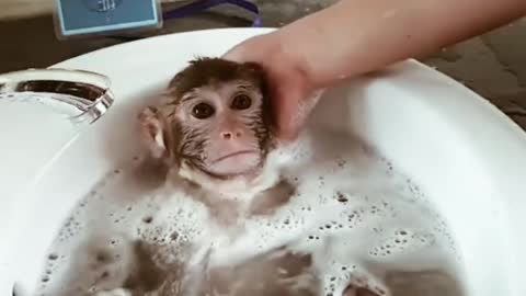 Funny shower for animals #cuteanimals #funnyanimals