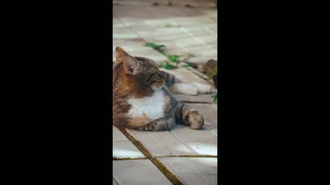 Funny Cat Kitten Videos