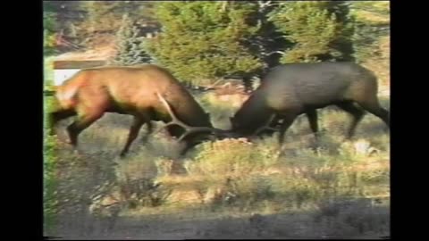 ELK FIGHT!