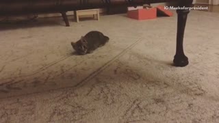 Kitten pushes along ground and jumps at camera