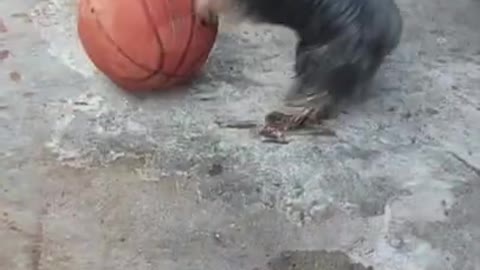 Yorkshire Terrier playing a ball