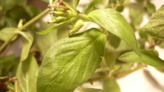 Sete sangrias ( Cuphea Carthagenensis ) serve para abaixa a pressão alta