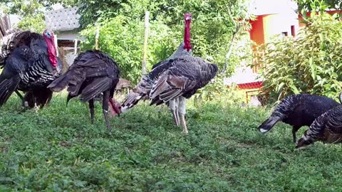 turkeys in a farm