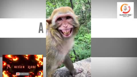 funny monkey status _whatsapp status_@A series zone