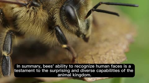 The Astonishing World of Bee Cognition: Recognizing Human Faces" 💕❤️😍