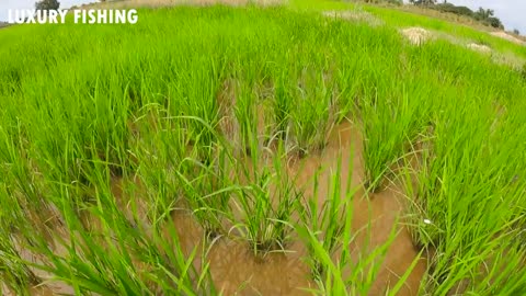 Super Amazing!Found A Lot Ranchu, Ryukin Goldfish & KOi Fishes in Rice Field