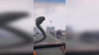 Motorist Finds 6 ft Snake Slithering On Windscreen