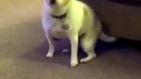 cute dog funny dancing