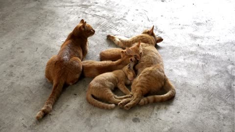Beautiful cat family