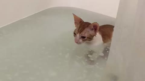 Cute kitten bath