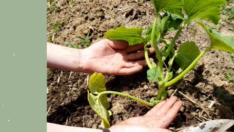 Kids Planting Pumpkins