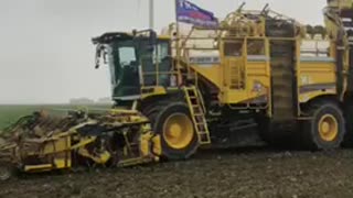 2020 beet harvest