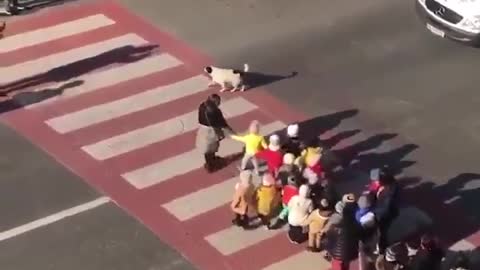 Stray Dog in Georgia Protects Kindergarten Class as They Cross the Street Safely