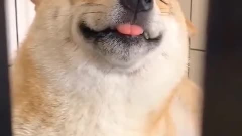 Shiba Inu Smile