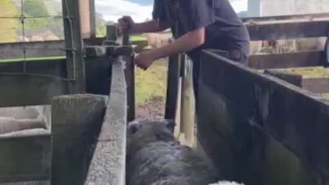 Gate Separates Lambs and Ewes Easily