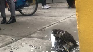 Falcon Feasts on Fellow Fowl