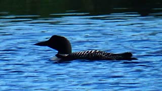 Loon