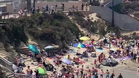 Where to See Sea Lions in California Beach