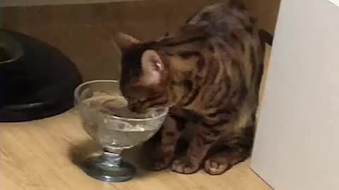 Water drinking cat