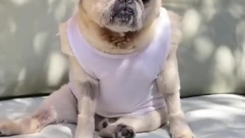 Funny and Cute Dogs