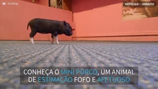 Mini porcos à solta pela casa