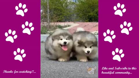 🤣 FUNNIEST 🐶 DOGS AND 😻 CATS - AWESOME FUNNY PETS - My Little Pets