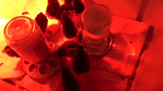 Chickens - Week 1!