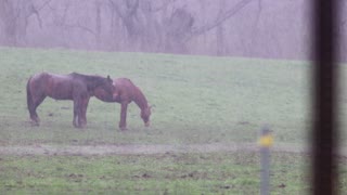 Horses standing at pasture in the rain, pulled focus