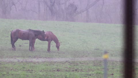 Horses standing at pasture in the rain, pulled focus