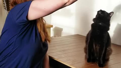 Training tips : How to teach your cat to do tricks