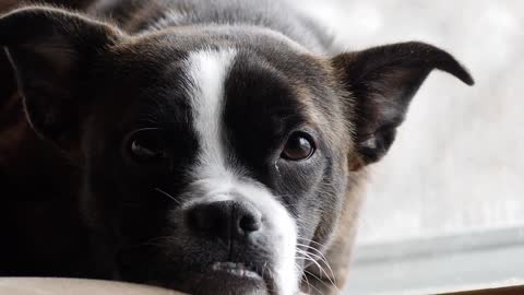 Puppy goes from cute to mean after seeing stranger through window!