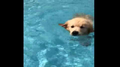 Dog Try to 🏊‍♂️Swimm - Fun - Funny Moment | Funny Videos