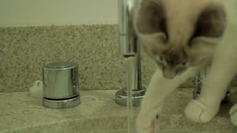 Cat drinking water from the toilet sink