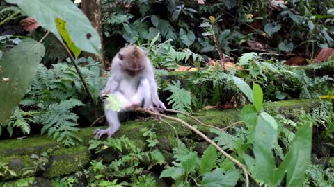 A monkey eating tree leaves and playing with twigs