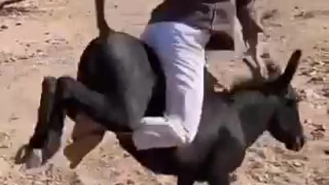 Man ride a hilarious donkey