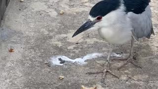 Tame 🦅 bird eating the bread crumbs I threw into the ground