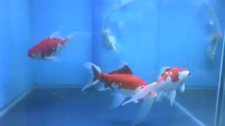 3 peixes kinguios nadando no aquário da loja, são lindos! [Nature & Animals]